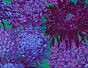 Japanese Chrysanthemum Purple